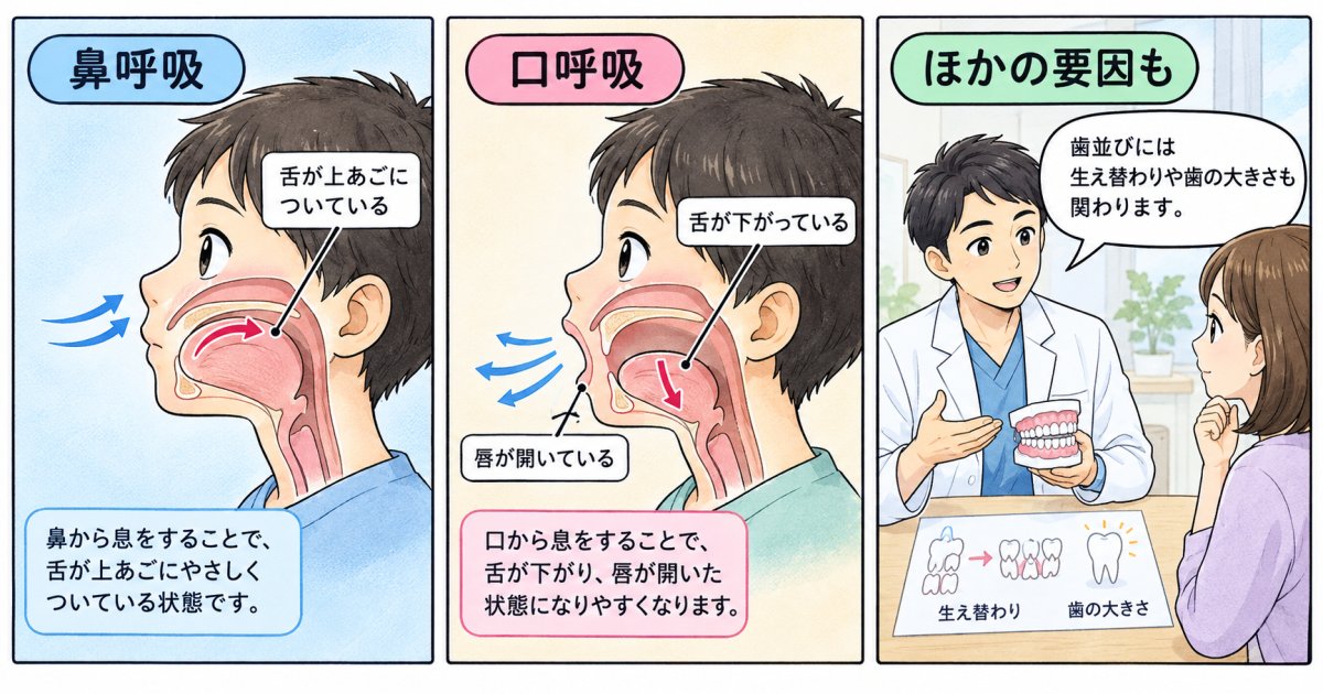 鼻呼吸と口呼吸の違いは、歯並びにどう関わる?